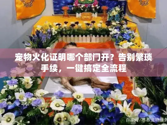 宠物火化证明哪个部门开？告别繁琐手续，一键搞定全流程