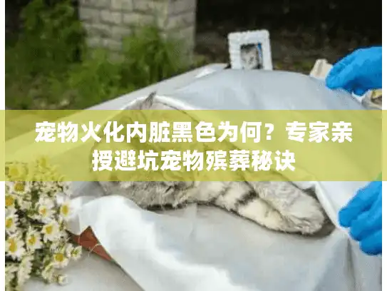 宠物火化内脏黑色为何？专家亲授避坑宠物殡葬秘诀