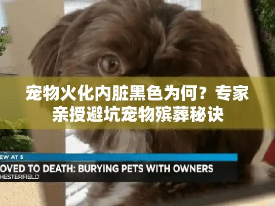宠物火化内脏黑色为何？专家亲授避坑宠物殡葬秘诀