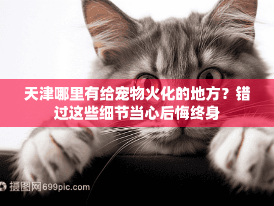 天津哪里有给宠物火化的地方？错过这些细节当心后悔终身