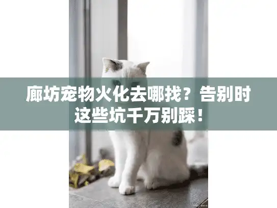 廊坊宠物火化去哪找？告别时这些坑千万别踩！