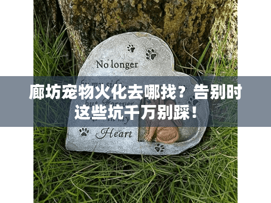 廊坊宠物火化去哪找？告别时这些坑千万别踩！