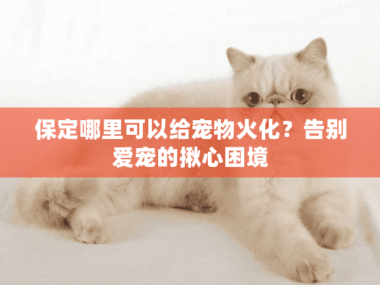 保定哪里可以给宠物火化？告别爱宠的揪心困境