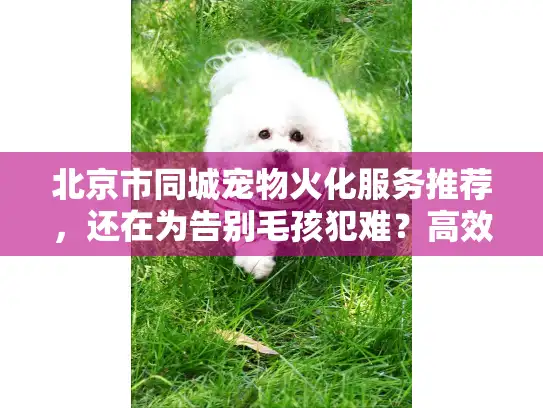 北京市同城宠物火化服务推荐，还在为告别毛孩犯难？高效方案揭秘