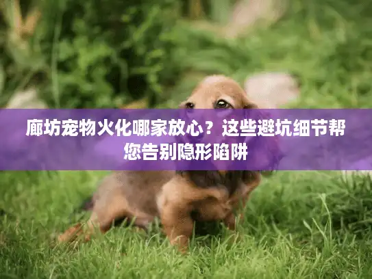 廊坊宠物火化哪家放心？这些避坑细节帮您告别隐形陷阱