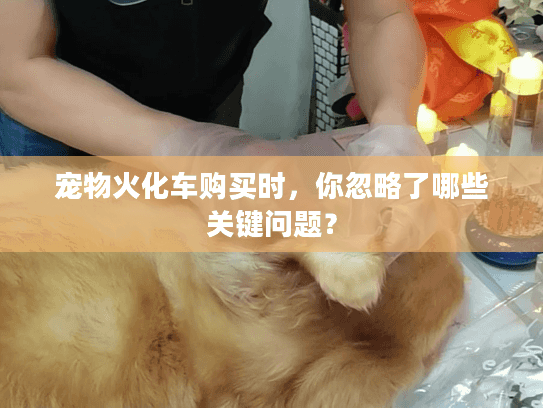 宠物火化车购买时，你忽略了哪些关键问题？