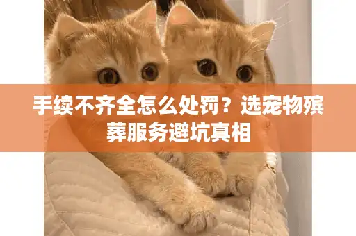 手续不齐全怎么处罚？选宠物殡葬服务避坑真相