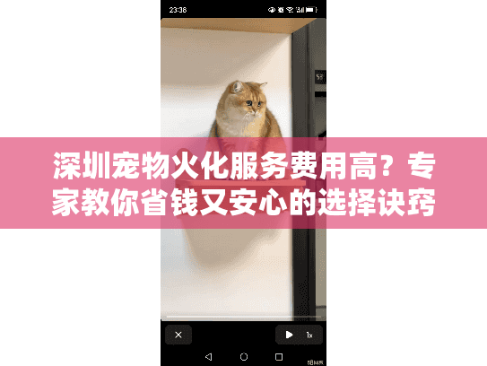 深圳宠物火化服务费用高？专家教你省钱又安心的选择诀窍