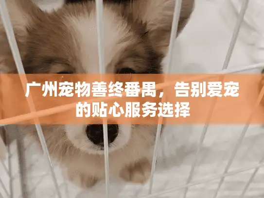 广州宠物善终番禺,告别爱宠的贴心服务选择 广州宠物善终番禺,告别爱宠的贴心服务选择