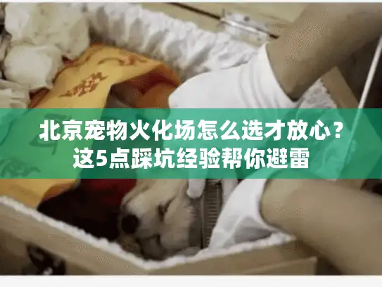 北京宠物火化场怎么选才放心？这5点踩坑经验帮你避雷