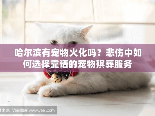 哈尔滨有宠物火化吗？悲伤中如何选择靠谱的宠物殡葬服务