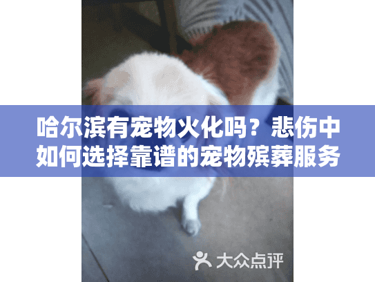 哈尔滨有宠物火化吗？悲伤中如何选择靠谱的宠物殡葬服务