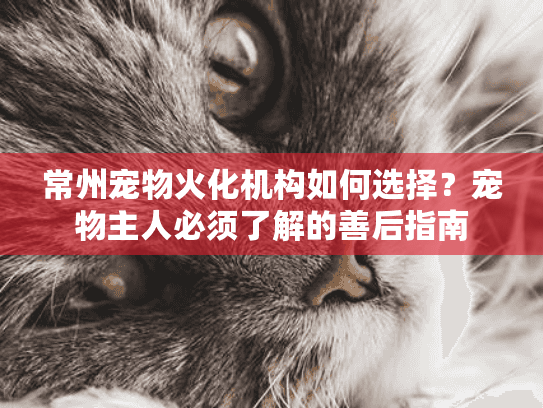 常州宠物火化机构如何选择？宠物主人必须了解的善后指南