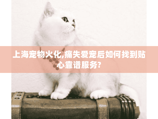 上海宠物火化,痛失爱宠后如何找到贴心靠谱服务?