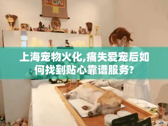 上海宠物火化,痛失爱宠后如何找到贴心靠谱服务?