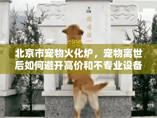 北京市宠物火化炉，宠物离世后如何避开高价和不专业设备陷阱？