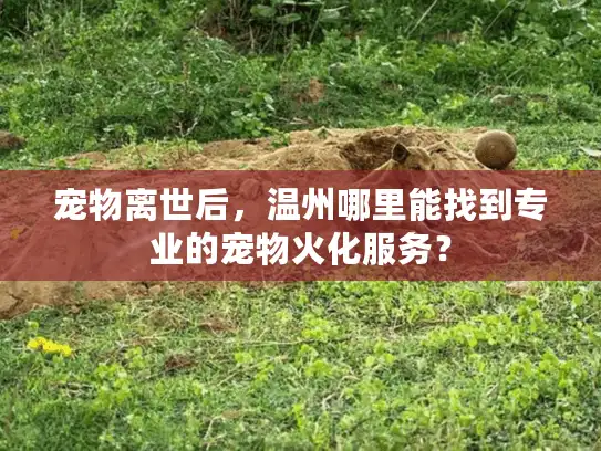 宠物离世后，温州哪里能找到专业的宠物火化服务？