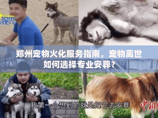 郑州宠物火化服务指南，宠物离世如何选择专业安葬？