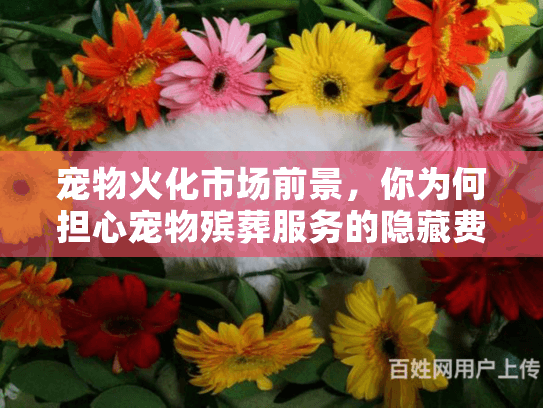 宠物火化市场前景，你为何担心宠物殡葬服务的隐藏费用陷阱？