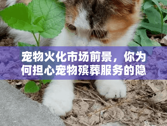 宠物火化市场前景，你为何担心宠物殡葬服务的隐藏费用陷阱？