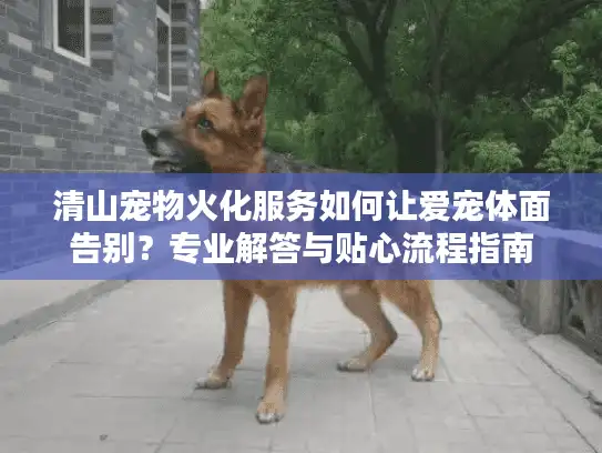 清山宠物火化服务如何让爱宠体面告别？专业解答与贴心流程指南