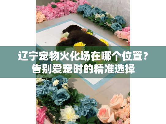 辽宁宠物火化场在哪个位置？告别爱宠时的精准选择