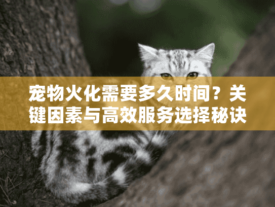 宠物火化需要多久时间?关键因素与高效服务选择秘诀 宠物火化需要多久时间?关键因素与高效服务选择秘诀