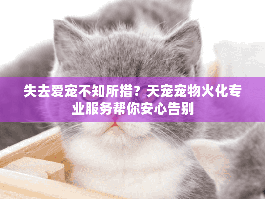 失去爱宠不知所措？天宠宠物火化专业服务帮你安心告别