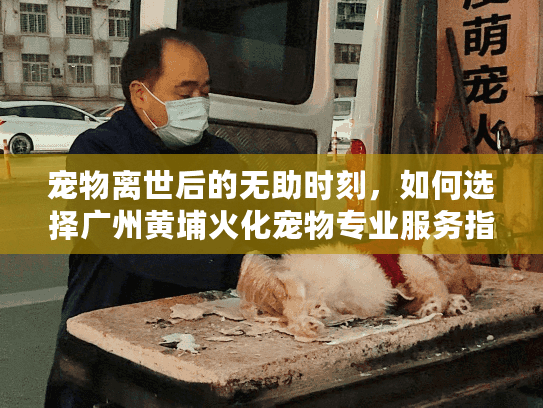 宠物离世后的无助时刻，如何选择广州黄埔火化宠物专业服务指南