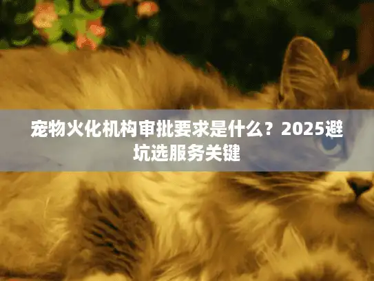 宠物火化机构审批要求是什么？2025避坑选服务关键