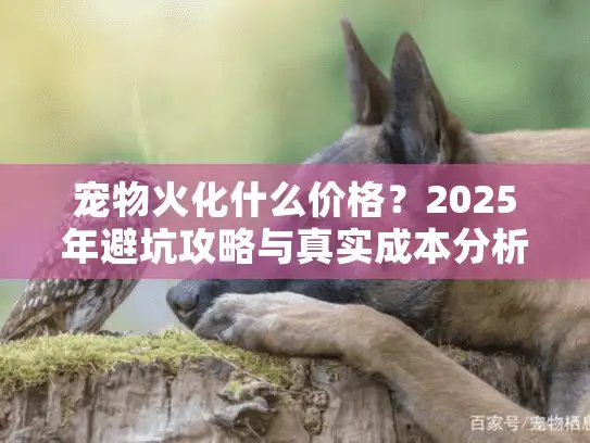 宠物火化什么价格？2025年避坑攻略与真实成本分析