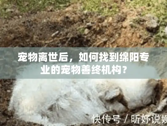 宠物离世后，如何找到绵阳专业的宠物善终机构？