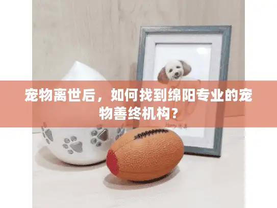 宠物离世后，如何找到绵阳专业的宠物善终机构？