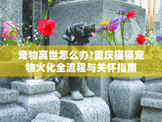 宠物离世怎么办?重庆猫猫宠物火化全流程与关怀指南 宠物离世怎么办?重庆猫猫宠物火化全流程与关怀指南