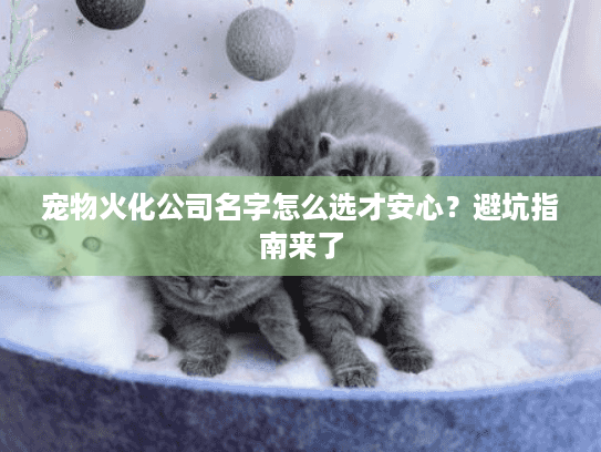 宠物火化公司名字怎么选才安心？避坑指南来了