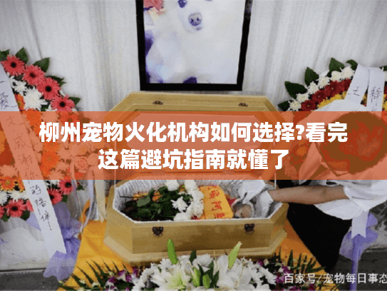 柳州宠物火化机构如何选择?看完这篇避坑指南就懂了