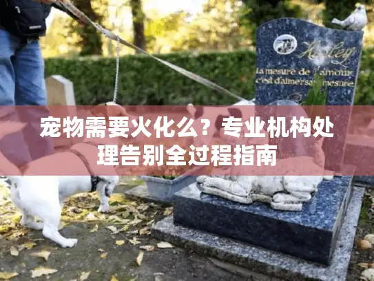 宠物需要火化么?专业机构处理告别全过程指南 宠物需要火化么?专业机构处理告别全过程指南