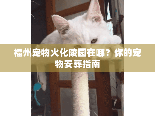 福州宠物火化陵园在哪?你的宠物安葬指南 福州宠物火化陵园在哪?你的宠物安葬指南