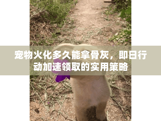 宠物火化多久能拿骨灰，即日行动加速领取的实用策略