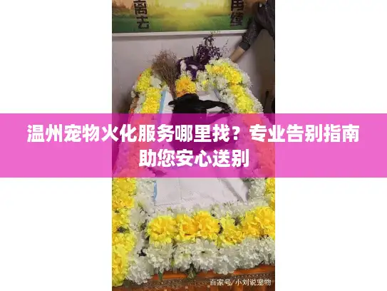 温州宠物火化服务哪里找?专业告别指南助您安心送别 温州宠物火化服务哪里找?专业告别指南助您安心送别