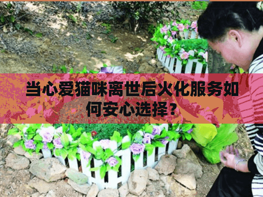 当心爱猫咪离世后火化服务如何安心选择？