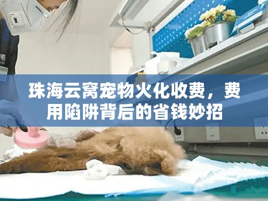 珠海云窝宠物火化收费,费用陷阱背后的省钱妙招 珠海云窝宠物火化收费,费用陷阱背后的省钱妙招
