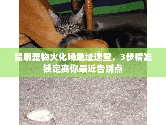 昆明宠物火化场地址速查，3步精准锁定离你最近告别点