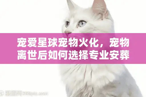 宠爱星球宠物火化,宠物离世后如何选择专业安葬服务获得心灵慰藉? 宠爱星球宠物火化,宠物离世后如何选择专业安葬服务获得心灵慰藉?