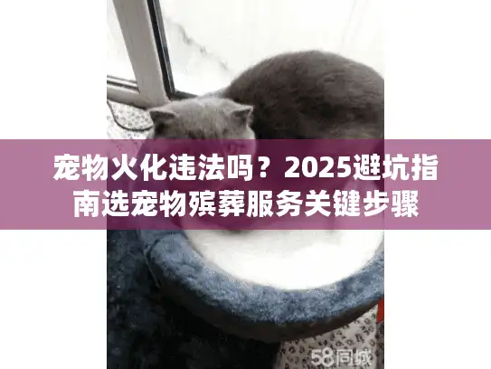 宠物火化违法吗？2025避坑指南选宠物殡葬服务关键步骤