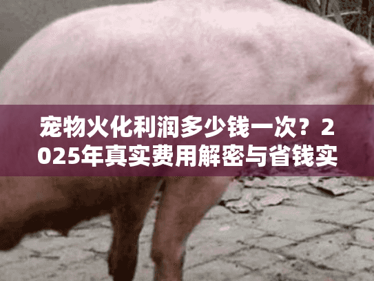 宠物火化利润多少钱一次？2025年真实费用解密与省钱实操