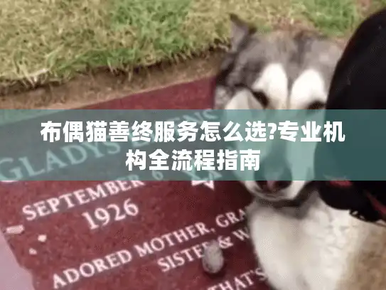 布偶猫善终服务怎么选?专业机构全流程指南