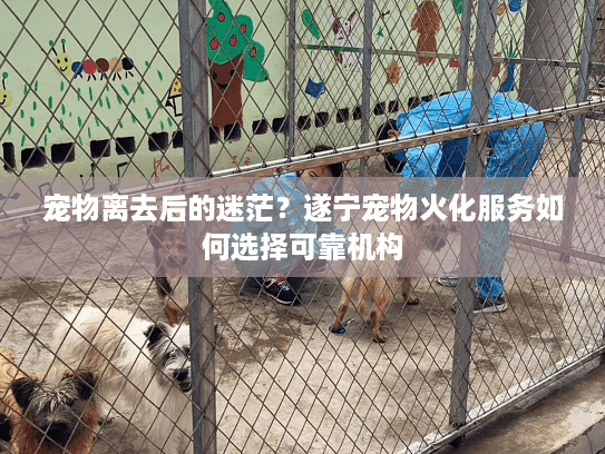 宠物离去后的迷茫？遂宁宠物火化服务如何选择可靠机构