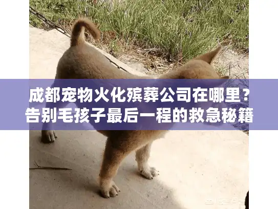 成都宠物火化殡葬公司在哪里?告别毛孩子最后一程的救急秘籍 成都宠物火化殡葬公司在哪里?告别毛孩子最后一程的救急秘籍