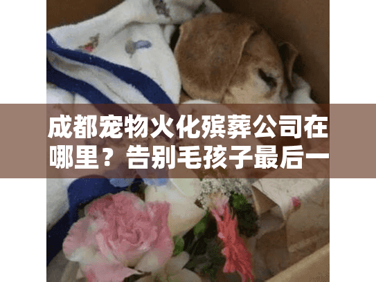 成都宠物火化殡葬公司在哪里?告别毛孩子最后一程的救急秘籍 成都宠物火化殡葬公司在哪里?告别毛孩子最后一程的救急秘籍